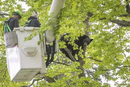 Michigan Department of Natural Resources Wildlife Biologist Steve Griffith prepares to fire a tranquilizer dart into a black bear in a tree outside of a home, Sunday, May 14, 2023 in Traverse City, Mich. Representatives from the Michigan Department of Natural Resources, DNR Conservation Officers, Traverse City Police, Traverse City Fire and Traverse City Light and Power were able to remove the bear after several tranquilizer darts with plans to relocate it. (Jan-Michael Stump/Traverse City Recor