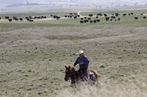 Cattle rancher Joe Whitesell rides his horse in a field near Dufur, Ore., as he helps a friend herd cattle on March 20, 2020. Oregon's reputation for political harmony is being tested as a Republican walkout in the state Senate continues for a third week. The boycott could derail hundreds of bills and approval of a biennial state budget, as Republicans and Democrats refuse to budge on their conflicting positions over issues including abortion rights, transgender health and guns. (AP Photo/Gillia