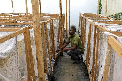 Muhammad Magezi of agricultural exporter Enimiro checks on cages holding black soldier flies, whose larvae are used to produce organic fertilizer from food waste, in a breeding section in Kangulumira, Kayunga District, Uganda Monday, Sept. 5, 2022. Uganda is a regional food basket but the war in Ukraine has caused fertilizer prices to double or triple, causing some who have warned about dependence on synthetic fertilizer to see larvae farming as an exemplary effort toward sustainable organic far
