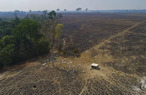 Cattle graze on land recently burned and deforested by cattle farmers near Novo Progresso, Para state, Brazil, on Aug. 23, 2020. The Amazon region has lost 10% of its native vegetation, mostly tropical rainforest, in almost four decades, an area roughly the size of Texas, a new report released Dec. 2, 2022, says. (AP Photo/Andre Penner, File)