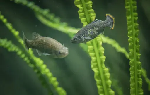In this undated photo provided by The Chester Zoo shows two "tequila splitfin" fish in an aquarium at the Chester Zoo in Chester, England. This fish that swam in the spring-fed waters of west-central Mexico disappeared toward the end of the 20th century, however scientists and local residents have achieved the unthinkable: the return of a species extinct in nature, but conserved in captivity, to its native habitat. (The Chester Zoo via AP)