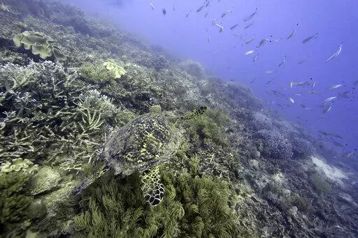 A sea turtle swims over corals on Moore Reef in Gunggandji Sea Country off the coast of Queensland in eastern Australia on Nov. 13, 2022. For the first time, United Nations members have agreed on a unified treaty on Saturday, March 4, 2023, to protect biodiversity in the high seas — nearly half the planet’s surface. (AP Photo/Sam McNeil, File)