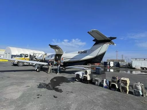 This photo provided by Veterinarians Without Borders shows two volunteers from U.S.-based Wings of Rescue in Yellowknife load 17 animals to be reunited or relocated safely outside the fire zone, Monday, Aug. 21, 2023, in Yellowknife, Canada. Many people who took buses or planes to evacuate the area affected by the wildfires in the area could not bring their pets with them and were forced to leave the animals behind. Working with staff around Canada at Veterinarians Without Borders, the Society f