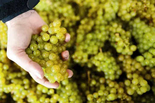 This image provided by Gusbourne wines shows grapes from their vineyard in 2017, in Kent, England. (Gusbourne via AP)