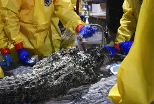 In this photo provided by the Louisiana Department of Wildlife and Fisheries, a 6-foot alligator is washed, Thursday, Jan. 13, 2022, at a wildlife rehabilitation facility set up after 300,000 gallons of diesel fuel poured out of a broken pipeline near Chalmette, La. The alligator is among at least 78 rescued since the spill on Dec. 27, 2021. At least 33 have been cleaned up and released in Bayou Sauvage National Wildlife Refuge in New Orleans, about 10 miles from the spill site. (Laura Carver/Lo
