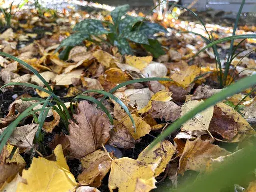 This Oct. 27, 2022, image provided by Jessica Damiano shows a thin layer of fallen leaves in a garden bed on Long Island, NY. They will decompose over winter to provide nourishment for existing and future plantings. (Jessica Damiano via AP)
