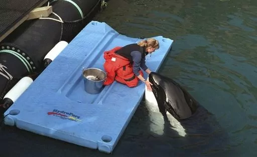 Karen McRea feeds frozen fish to Keiko, star of the movie "Free Willy," in his pen off the coast of Westman Islands, Iceland, on April 22, 1999. An ambitious plan announced last week to return a killer whale, held captive for more than a half-century, to her home waters in Washington’s Puget Sound thrilled those who have long advocated for her to be freed from her tank at the Miami Seaquarium. But it also called to mind the release of Keiko, who failed to adapt to the wild after being returned