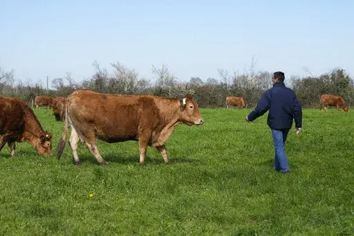 Farmer Philippe Dutertre walks to toward his cows in a meadow in Chemire-Le-Gaudin, western France, Friday, March 18, 2022. Farmers worldwide are weighing whether to change their planting patterns and grow more wheat this spring as Russia's war in Ukraine has choked off or thrown into question grain supplies from a region known as “the breadbasket of the world.” Dutertre hasn't decided whether to expand his wheat patch given soaring energy and electricity costs. (AP Photo/Francois Mori)