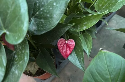 Heart-shaped flower petal of an Anthurium plant in New Delhi, India, on Monday Feb. 12, 2024. Looking for a meaningful, beautiful, sustainable and last-minute gift for your Valentine? Consider houseplants. Florists say those that are heart-shaped, look cheerful or have staying power are especially good at conveying Valentine's Day love. (AP Photo/Verda Subzwari)