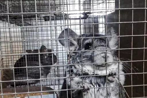 In this undated 2021 photo provided by Humane Society International/Europe, chinchillas inside cages where they are bred for fur at an undisclosed location in Romania. An animal welfare charity says an undercover investigation has uncovered cruel and allegedly illegal practices in Romania's chinchilla fur farms. Humane Society International has now appealed to Romania's prime minister to “stop this atrocious suffering in the name of fashion” and completely ban fur farming in the Eastern Euro