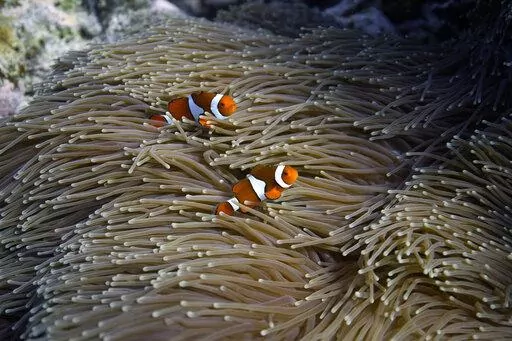 Two clownfish swim in an anemone on Moore Reef in Gunggandji Sea Country off the coast of Queensland in eastern Australia on Nov. 13, 2022. The Great Barrier Reef, battered but not broken by climate change impacts, is inspiring hope and worry alike as researchers race to understand how it can survive a warming world. (AP Photo/Sam McNeil)
