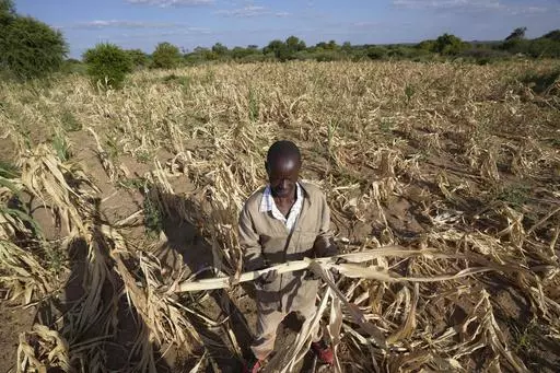James Tshuma, a farmer in Mangwe district in southwestern Zimbabwe,stands in the middle of his dried up crop field amid a drought in Zimbabwe, Friday, March, 22, 2024. A new drought has left millions facing hunger in southern Africa as they experience the effects of extreme weather that scientists say is becoming more frequent and more damaging. (AP Photo/Tsvangirayi Mukwazhi)
