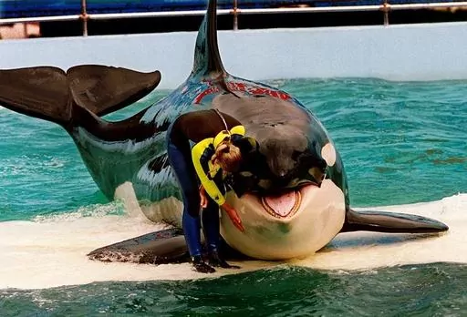 Trainer Marcia Hinton pets Lolita, a captive orca whale, during a performance at the Miami Seaquarium in Miami, March 9, 1995. Lolita, an orca whale held captive for more than a half-century, died Friday, Aug. 18, 2023, at the Miami Seaquarium as caregivers prepared to move her from the theme park in the near future. (Nuri Vallbona/Miami Herald via AP, File)