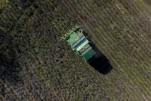 A cotton picker works in a field of cotton, Friday, Dec. 6, 2024, near Lyons, Ga. (AP Photo/Mike Stewart)