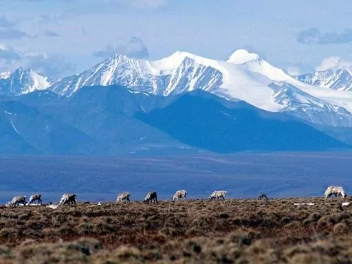 Caribou graze in the Arctic National Wildlife Refuge in Alaska, on June 1, 2001. In an aggressive move that angered Republicans, the Biden administration on Wednesday, Sept. 6, 2023, canceled seven oil and gas leases in Alaska's Arctic National Wildlife Refuge, overturning sales held in the Trump administration's waning days, and proposed stronger protections against oil drilling in 13 million acres of wilderness in the state's National Petroleum Reserve. (AP Photo/File)