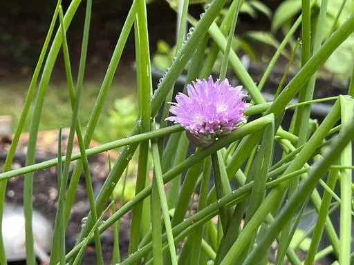 This May 16, 2024 image provided by Jessica Damiano shows perennial onion chives growing in a Long Island, New York, garden. (Jessica Damiano via AP)