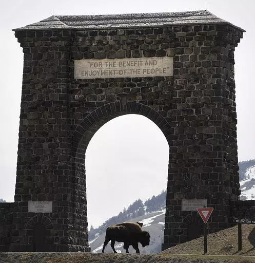 In this April 15, 2008, file photo, a bison makes its way across the historic gate to Yellowstone National Park at Gardiner, Mont. As Yellowstone National Park in Wyoming opens for the busy summer season, wildlife advocates are leading a call for a boycott of the conservative ranching state over laws that give people wide leeway to kill gray wolves with little oversight. (James Woodcock/The Billings Gazette via AP, File)