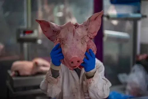 A butcher holds up a pigs head at Smithfield Market, Britain's largest wholesale meat market, in London, Friday, Jan. 10, 2025. (AP Photo/Kin Cheung)
