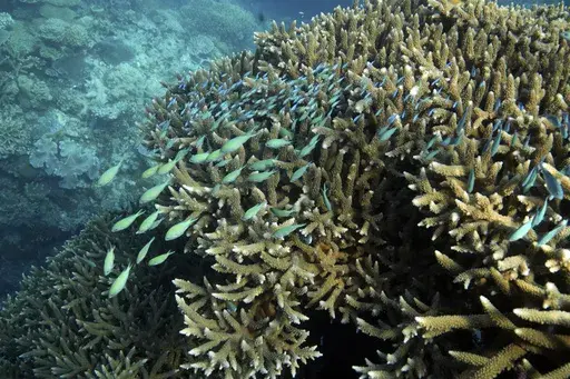 A school of blue-green chromid fish swim above corals on Moore Reef in Gunggandji Sea Country off coast of Queensland in eastern Australia on Nov. 13, 2022. (AP Photo/Sam McNeil)