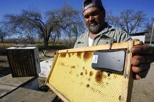 CORRECTS NAME TO HELIO NOT HELLO Beekeeper Helio Medina displays a beehive frame outfitted with a GPS locater that will be installed in one of the beehives he rents out, in Woodland, Calif., Thursday, Feb. 17, 2022. As almond flowers start to bloom, beekeepers rent their hives out to farmers to pollinate California's most valuable crop, but with the blossoms come beehive thefts. Medina says last year he lost 282 hives estimated to be worth $100,000, and is now installing GPS-enabled sensors to h
