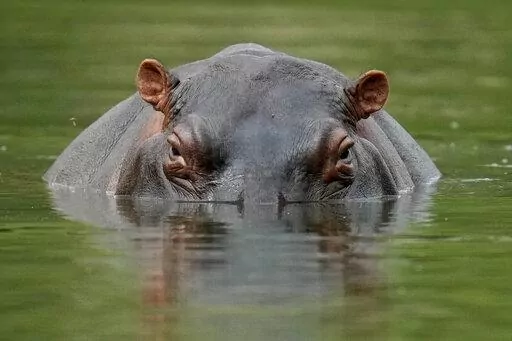 A hippo floats in the lagoon at Hacienda Napoles Park, once the private estate of drug kingpin Pablo Escobar who decades ago imported three female hippos and one male in Puerto Triunfo, Colombia, Feb. 16, 2022. An international conference on trade in endangered species ended Friday, Nov. 25, in Panama, with protections established for over 500 species. (AP Photo/Fernando Vergara, File)