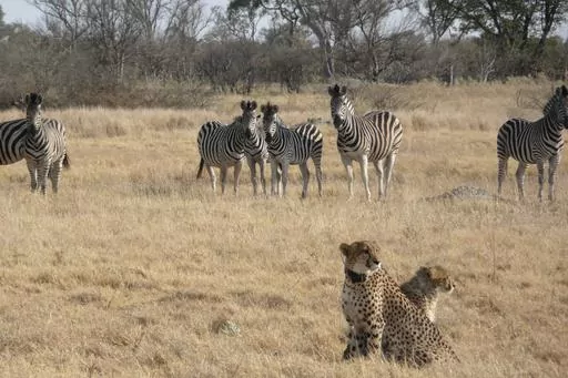In this photo provided by Briana Abrahms, a female cheetah and her cub sit watchfully in front of a herd of zebra in northern Botswana on Aug. 23, 2011. The female wears a GPS collar as part of a study. Cheetahs are usually daytime hunters, but the speedy big cats will shift their activity toward dawn and dusk hours during warmer weather, according to a study published Wednesday, Nov. 8, 2023, in the journal Proceedings of the Royal Society B. Unfortunately for endangered cheetahs, that sets the
