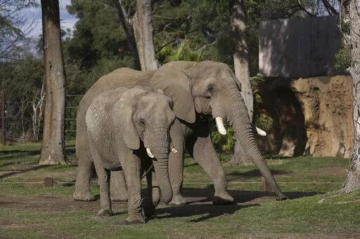 Mabhulane (Mabu), right, walks with his female companion in their open roaming area of the Fresno Chaffee Zoo in Fresno, Calif., Jan. 19, 2023. A community in the heart of California's farm belt has been drawn into a growing global debate over whether elephants should be in zoos. In recent years, some larger zoos have phased out elephant exhibits, but the Fresno Chaffee Zoo has gone in another direction, updating its Africa exhibit and collaborating with the Association of Zoos and Aquariums on 