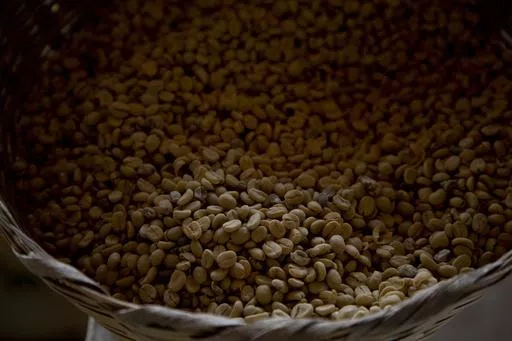 Arabica coffee beans harvested the previous year are stored at a coffee plantation in Ciudad Vieja, Guatemala, on May 22, 2014. In a study published in the journal Nature Genetics on Monday, April 15, 2024, researchers estimate that Coffea arabica came to be from natural crossbreeding of two other coffee species over 600,000 years ago. (AP Photo/Moises Castillo, File)