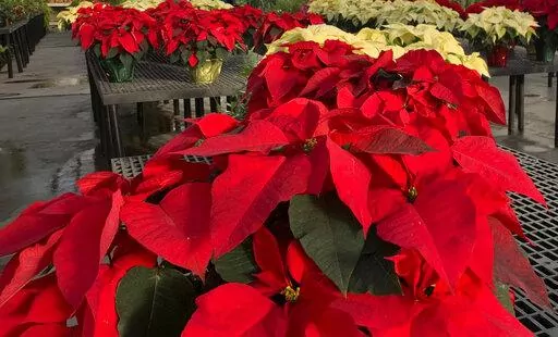 Poinsettias appear on display at a nursery in Larchmont, N.Y. on Monday, Dec. 5, 2022. The trick to poinsettias is keeping them alive through the holiday season. That starts with keeping them warm, even on the trip home from the store. (AP Photo/Julia Rubin)