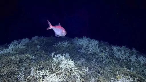 In this image provided by NOAA Ocean Exploration, an alfonsino fish swims above a thicket of Lophelia pertusa coral during a dive on a cold water coral mound in the center of the Blake Plateau off the southeastern coast of the U.S., in June 2019. In January 2024, scientists announced they have mapped the largest coral reef deep in the ocean, stretching hundreds of miles off the U.S. coast. While researchers have known since the 1960s that some coral were present off the Atlantic coast, the reef'