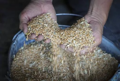 Farmer Serhiy shows his grains in his barn in the village of Ptyche in eastern Donetsk region, Ukraine, Sunday, June 12, 2022. Russian hostilities in Ukraine are preventing grain from leaving the “breadbasket of the world" and making food more expensive across the globe, raising the specter of shortages, hunger and political instability in developing countries. (AP Photo/Efrem Lukatsky, File)