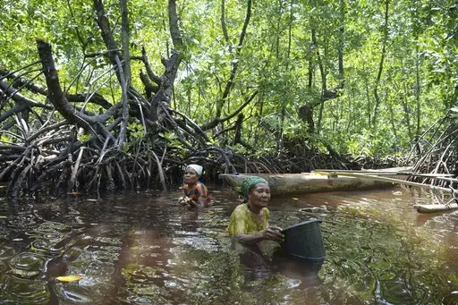 Berta Sanyi and Paula Hamadi, left, stand chest deep in water as they collect clams in a mangrove forest where only women are permitted to enter in Jayapura, Papua province, Indonesia on Wednesday, Oct. 2, 2024. (AP Photo/Firdia Lisnawati)