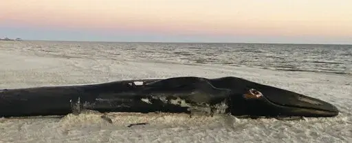 A dead Finback whale lies on the sand after being brought to shore at the Mississippi Gulf Coast beach in Pass Christian, Miss., Saturday, Jan. 7, 2023. (Hunter Dawkins/The Gazebo Gazette via AP)