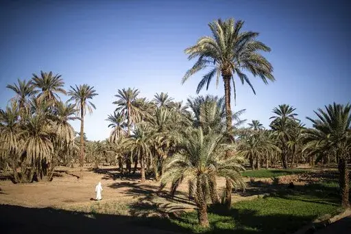 A man walks next to agricultural lands in the Alnif oasis town, near Tinghir, Morocco, Tuesday, Nov. 29, 2022. The centuries-old oases that have been a trademark of Morocco are under threat from climate change, which has created an emergency for the kingdom's agriculture. (AP Photo/Mosa'ab Elshamy)