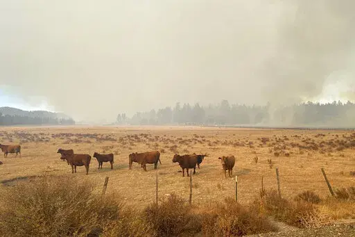 CORRECTS DATE OF IMAGE - In this image provide by Mandy Taylor, smoke from a prescribed burn looms over cattle belonging to the Holliday family on Oct. 13, 2022, near the town of John Day, Ore. On Oct. 19, 2022, the U.S. Forest Service crew resumed the prescribed burn and the fire spread onto the Holliday family's ranch. The family is applauding the arrest of the leader of a U.S. Forest Service crew that carried out the prescribed burn in the Malheur National Forest. (Mandy Taylor via AP)
(Mand