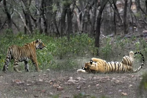 Tigers are visible at the Ranthambore National Park in Sawai Madhopur, India on April 12, 2015. Prime Minister Narendra Modi announced Sunday, April 9, 2023, to much applause that the country’s tiger population has steadily grown to over 3,000 since its flagship conservation program began 50 years ago after concerns that numbers of the big cats were dwindling. (AP Photo/Satyajeet Singh Rathore, File)