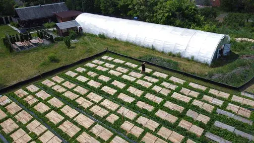 Anton Avramenko walks by his snail farm in Veresnya, on the outskirts of Kyiv, Ukraine, Friday, June 10, 2022. Snail farming isn't the type of business you expect to see when you think about Ukraine. Though in recent years, as the economic relations with the EU are tightening, Ukrainians have mastered new ideas of production which can be a perfect fit for the European market. (AP Photo/Natacha Pisarenko)