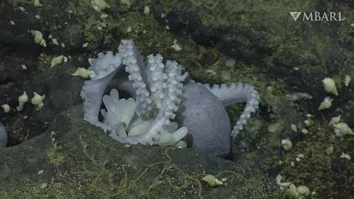 This 2022 image from video provided by MBARI shows a female pearl octopus (Muusoctopus robustus) brooding her eggs at the "octopus garden," near the Davidson Seamount off the California coast at a depth of approximately 3,200 meters (10,500 feet). Most octopuses lead solitary lives. So scientists were startled to find thousands of them huddled together, protecting their eggs at the bottom of the ocean. Research published Wednesday, Aug. 23, 2023, in Science Advance shows heat seeping up from the