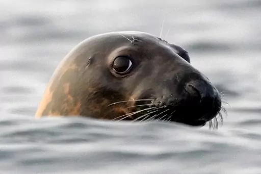 A gray seal swims in Casco Bay, off Portland, Maine, in this Sept. 15, 2020 file photo. Seal die-offs from the bird flu have been detected everywhere from New England to Chile. (AP Photo/Robert F. Bukaty, files)