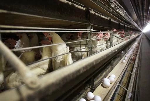 Chickens stand in their cage at the Rose Acre Farms, Monday, Nov. 16, 2009, near Stuart, Iowa. An Illinois jury ruled Tuesday, Nov. 21, 2023, that several major egg producers, including Rose Acre Farms, conspired to limit the U.S.'s supply of eggs in order to raise prices in a lawsuit first filed 12 years ago. (AP Photo/Charlie Neibergall, File)