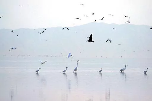 Birds take flight in the Salton Sea on the Sonny Bono Salton Sea National Wildlife Refuge on July 15, 2021, in Calipatria, Calif. The federal government said Monday, Nov. 28, 2022, it will spend $250 million over four years on environmental cleanup and restoration work around the Salton Sea, a drying Southern California lake that's fed by the depleted Colorado River. (AP Photo/Marcio Jose Sanchez, File)