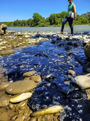 In this photo provided ny Yellowstone River Research Center, Rocky Mountain College Environmental Science summer research student Josephine Eccher examines a mat of petroleum products more than 10 feet long and several inches thick along the Yellowstone River, June 30, 2023, near Columbus, Mont. The petroleum products spilled into the river when a railroad bridge over the river collapsed on June 24 and part of a freight train plunged into the water. (Kayhan Ostovar/Yellowstone River Research Cen