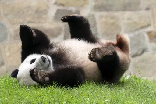 Giant panda Xiao Qi Ji plays at his enclosure at the Smithsonian National Zoo in Washington, Sept. 28, 2023. Early Wednesday morning, Nov. 8, three large white crates containing giant pandas Mei Xiang, Tian Tian and their cub Xiao Qi Ji were loaded by forklifts onto waiting trucks for the trip ro Chengdu, China. (AP Photo/Jose Luis Magana, File)