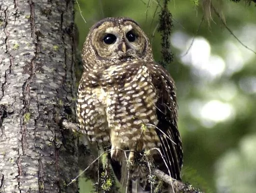 In this May 8, 2003, file photo, a northern spotted owl sits on a tree branch in the Deschutes National Forest near Camp Sherman, Ore. The U.S. Fish and Wildlife Service plans to reinstate a decades-old regulation that mandates protections for species that are newly classified as threatened. (AP Photo/Don Ryan, File)