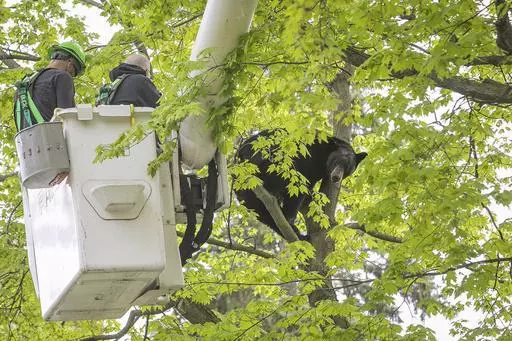 Michigan Department of Natural Resources Wildlife Biologist Steve Griffith prepares to fire a tranquilizer dart into a black bear in a tree outside of a home, May 14, 2023, in Traverse City, Mich. The 350-pound black bear that perched for hours in a tree, causing a Mother's Day spectacle last spring in northern Michigan, was killed by a hunter, authorities said Wednesday, Jan. 24, 2024. (Jan-Michael Stump/Traverse City Record-Eagle via AP, File)