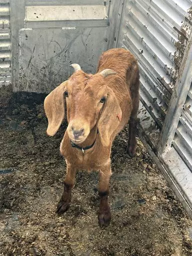 This photo provided by the Willacy County Livestock Show and Fair shows a rodeo goat named Willy, who was captured on Monday, July 31, 2023, after having gone missing on July 15, in a rural South Texas county. Residents in Willacy County had searched for the goat on horses, ATVs and by drone.Willy was found by 16-year-old Ricardo Rojas III and family friend Sammy Ambriz after they spotted her in a wooded area near Rojas' home. (Willacy County Livestock Show and Fair via AP)