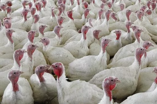 This Wednesday, April 11, 2012 file photo shows turkeys at a farm in Lebanon, Pa. The U.S. Department of Agriculture on Friday, Oct. 14, 2022 proposed sweeping changes in the way chicken and turkey meat is processed that are intended to reduce illnesses from food contamination but could require meat companies to make extensive changes to their operations. (AP Photo/Matt Rourke, File)