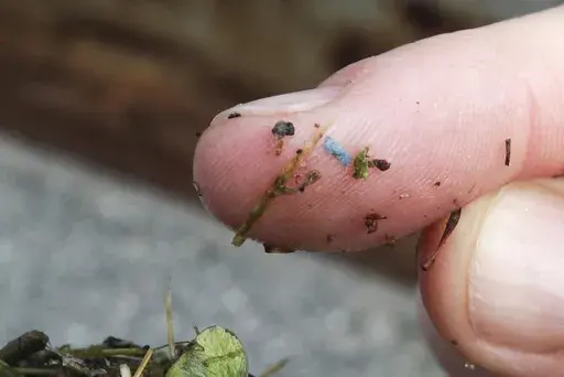 A blue rectangular piece of microplastic sits on the finger of a researcher with the University of Washington-Tacoma environmental science program, after it was found in debris collected from the Thea Foss Waterway, in Tacoma, Wash., on May 19, 2010. (AP Photo/Ted S. Warren, File)