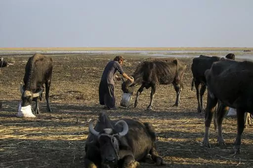Water buffalo herders in the marshes of Chibayish feed their animals after back to back drought severely reduced available food stocks in Dhi Qar province, Iraq, on Nov. 19, 2022. Iraq's prime minister Sunday March 12, 2023 promised sweeping measures to tackle climate change — which has affected millions across the country. Droughts and increased water salinity have destroyed crops, animals and farms and dried up entire bodies of water. (AP Photo/Anmar Khalil, File)