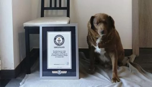 This 2023 image provided by Guinness World Records shows Bobi in Conqueiros, Portugal. Guinness World Records says the world’s oldest dog recently celebrated his 31st birthday. Bobi's owner says a party was held Saturday, May 13, 2023 for the purebred Rafeiro do Alentejo, a breed of Portuguese dog. (Guinness World Records via AP)